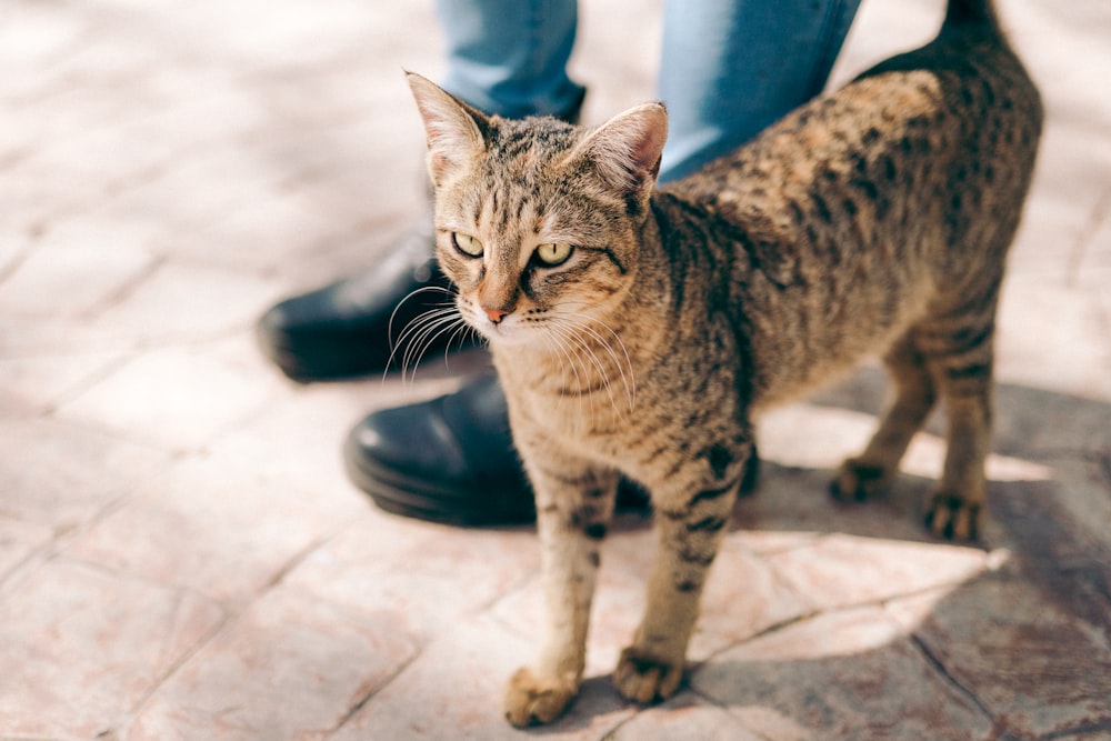 brown tabby cat standing beside person