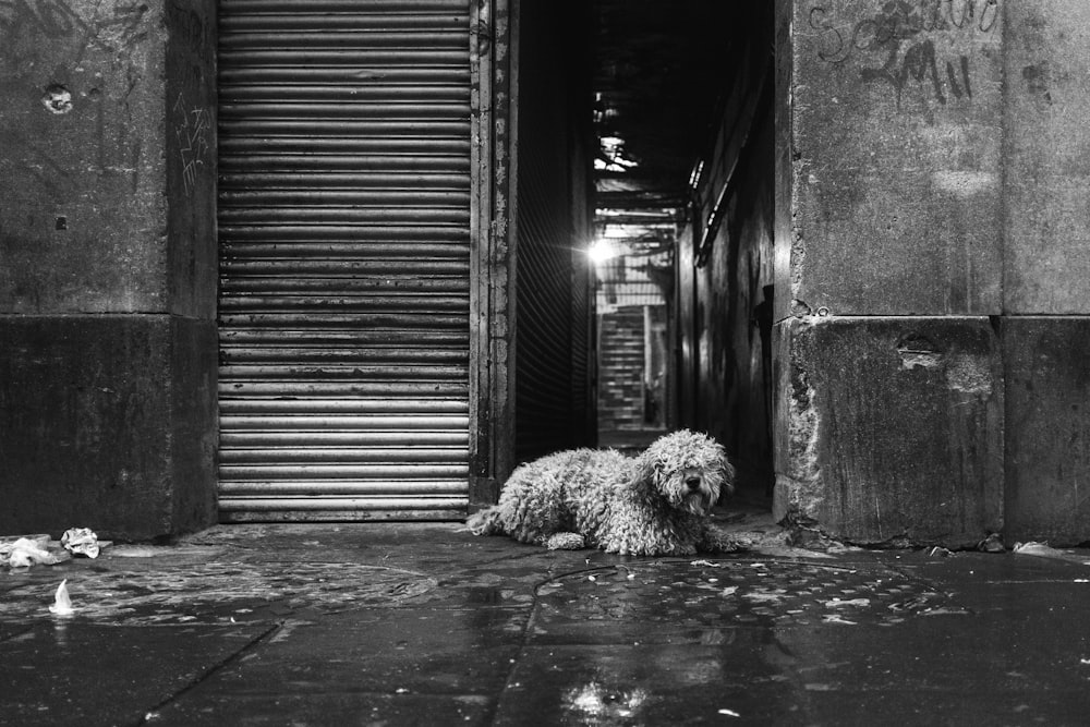 grayscale photo of a long-coated dog lying on the floor