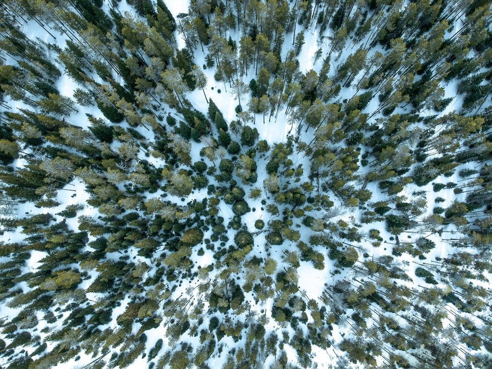 Foto aérea del bosque