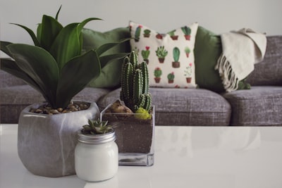 three white and gray succulent plants pots zoom background