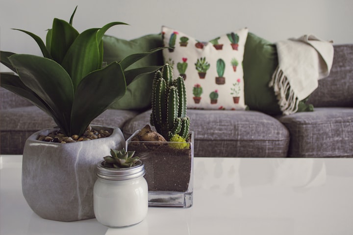 Creating a Healthier Home with Indoor Plants