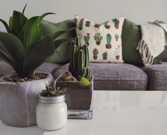 three white and gray succulent plants