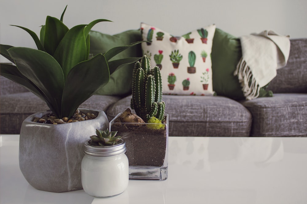 three white and gray succulent plants ideas apartment decor