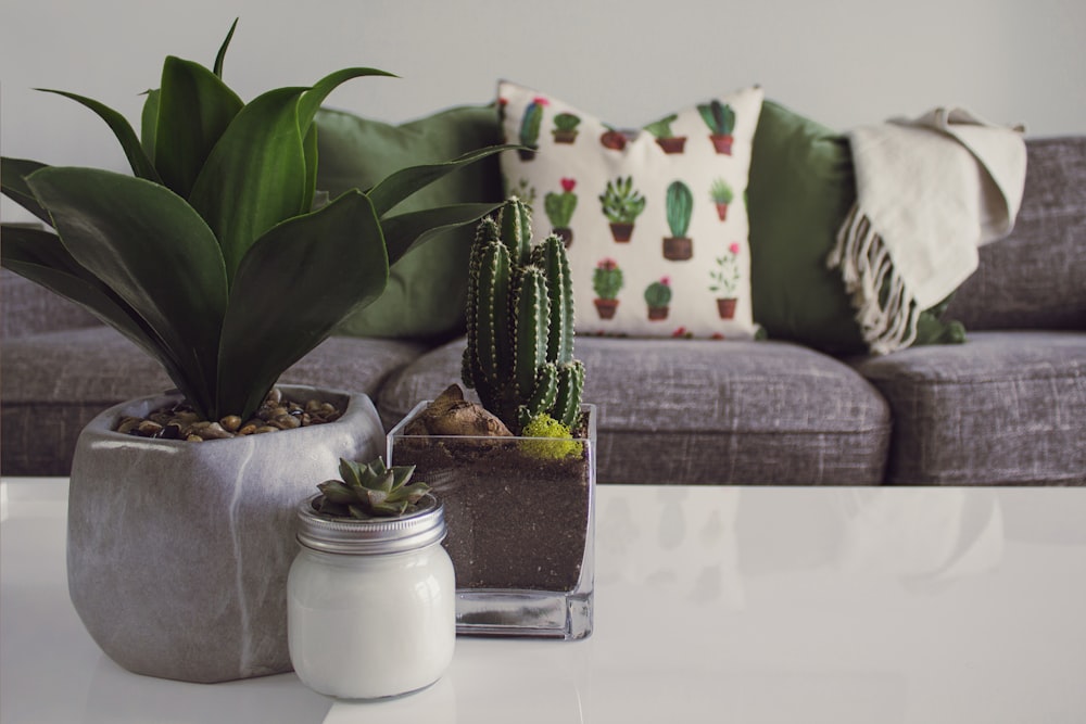 three white and gray succulent plants