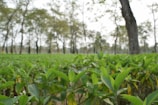 A dense green plantation with young plants in the foreground. There are mature trees with tall, slender trunks in the background. The image conveys a feeling of abundance and growth, with natural, earthy tones dominating the scene.