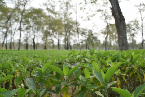 A dense green plantation with young plants in the foreground. There are mature trees with tall, slender trunks in the background. The image conveys a feeling of abundance and growth, with natural, earthy tones dominating the scene.