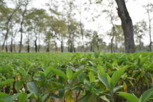 A dense green plantation with young plants in the foreground. There are mature trees with tall, slender trunks in the background. The image conveys a feeling of abundance and growth, with natural, earthy tones dominating the scene.
