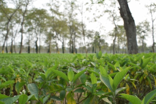 A dense green plantation with young plants in the foreground. There are mature trees with tall, slender trunks in the background. The image conveys a feeling of abundance and growth, with natural, earthy tones dominating the scene.