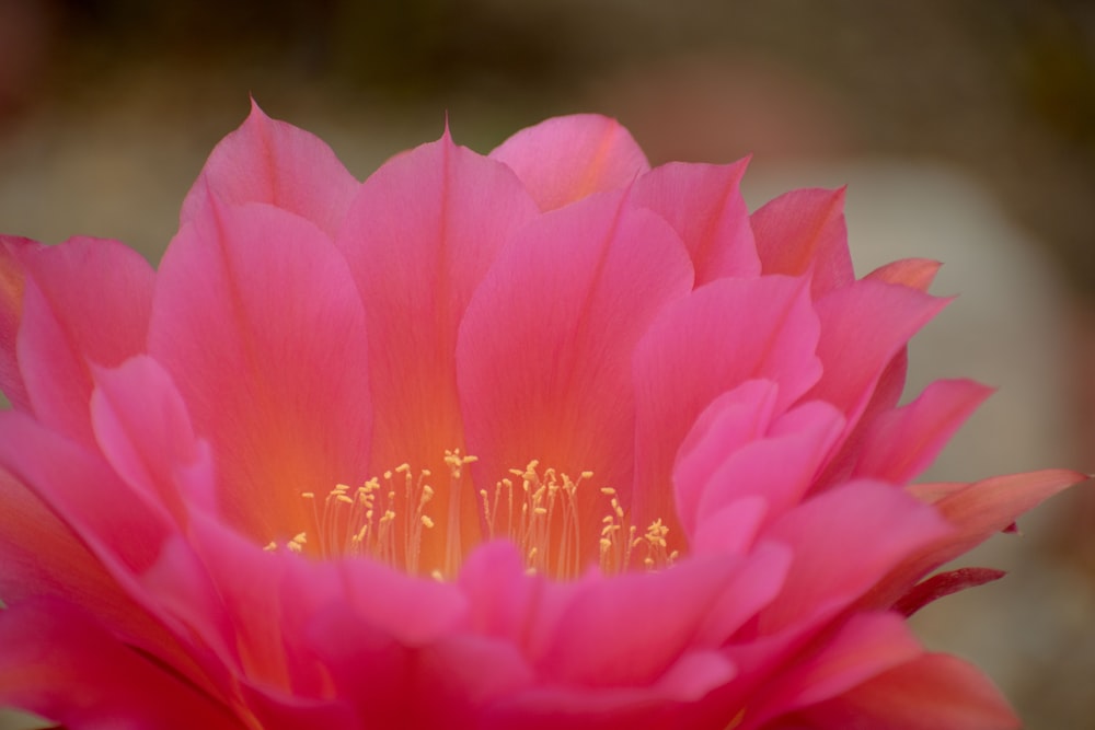 close photo of pink flower
