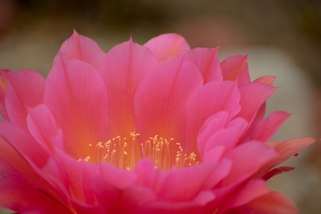 'Flower Power