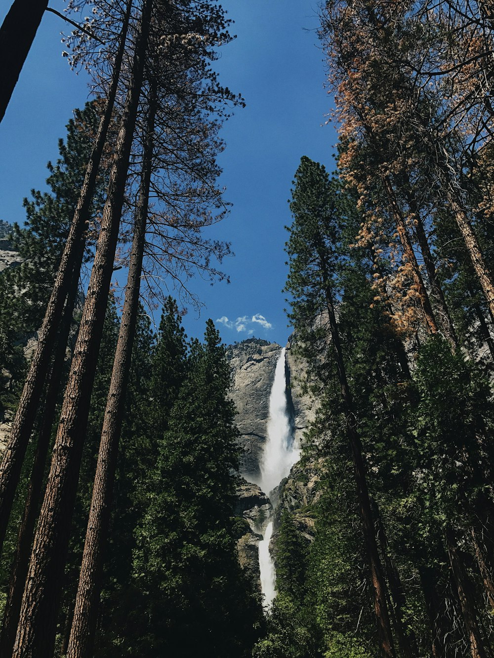 Photographie en contre-plongée de chutes d’eau et d’arbres