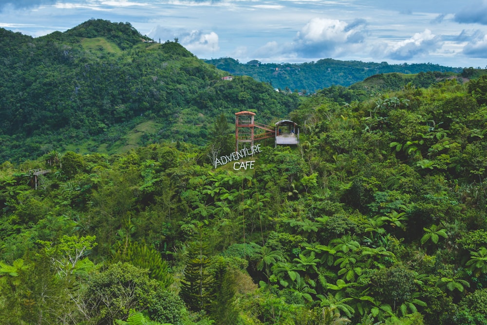 aerial view of trees