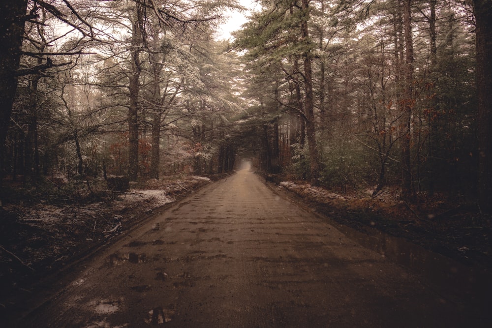 pathway surrounded by trees