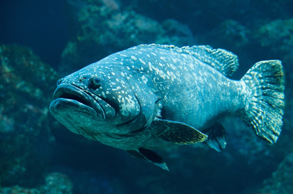 black fish swimming near corals