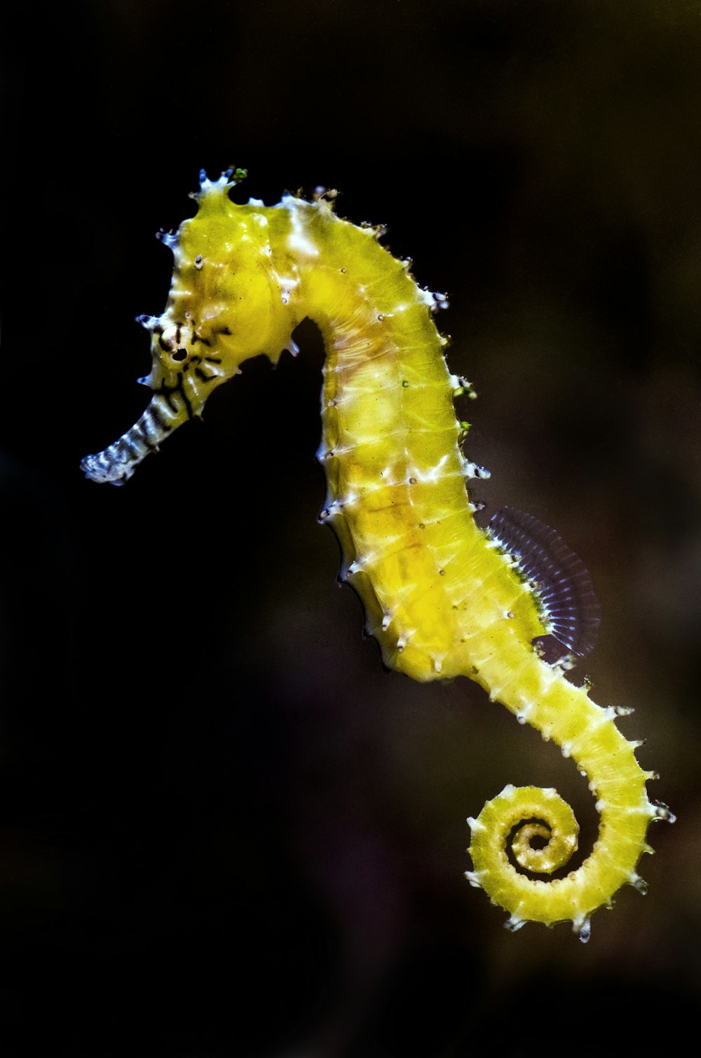 fotografia de foco raso de cavalo-marinho verde