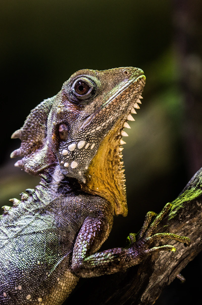 A reptile in a terrarium