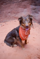 A dog with a long coat, wearing an orange bandana with a printed message, sits on sandy ground with a reddish-brown wall in the background. The dog has alert eyes and expressive ears, and the setting suggests an outdoor environment, possibly a desert or canyon area.