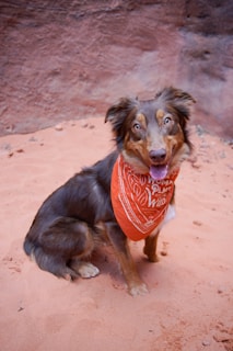 A dog with a long coat, wearing an orange bandana with a printed message, sits on sandy ground with a reddish-brown wall in the background. The dog has alert eyes and expressive ears, and the setting suggests an outdoor environment, possibly a desert or canyon area.