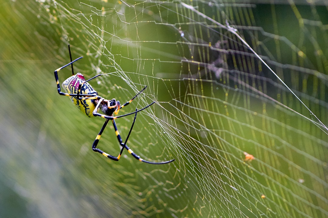 close-up photography of yellow and black spider