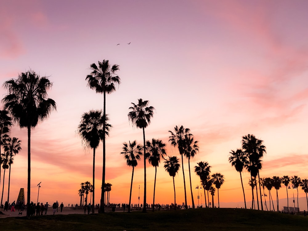 Foto de la silueta de los cocoteros bajo el cielo rosado y naranja