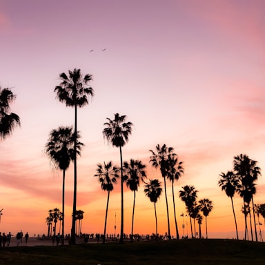 silhouette photo of coconut trees under pink and orange sky