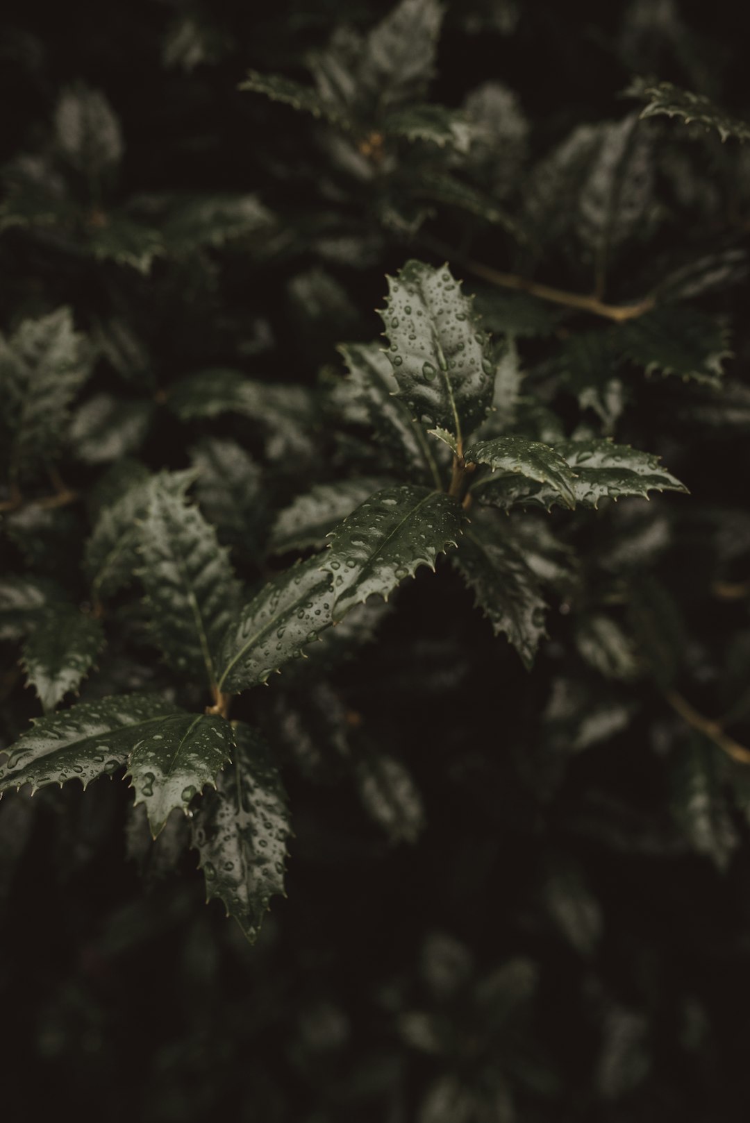 close-up photography of plants with water dews