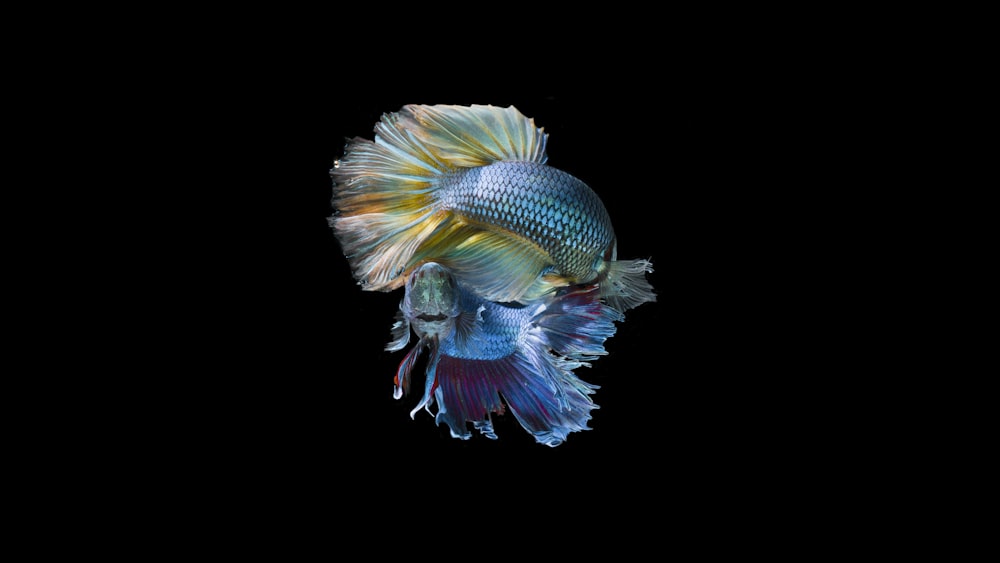 Dos peces betta azules