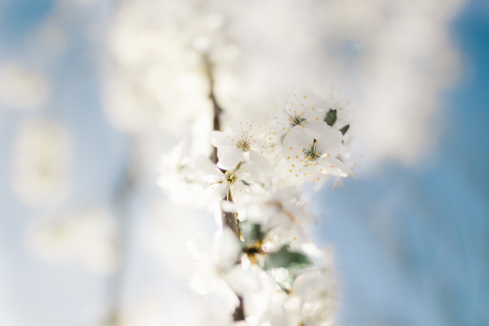 selective focus photography white petaled flower
