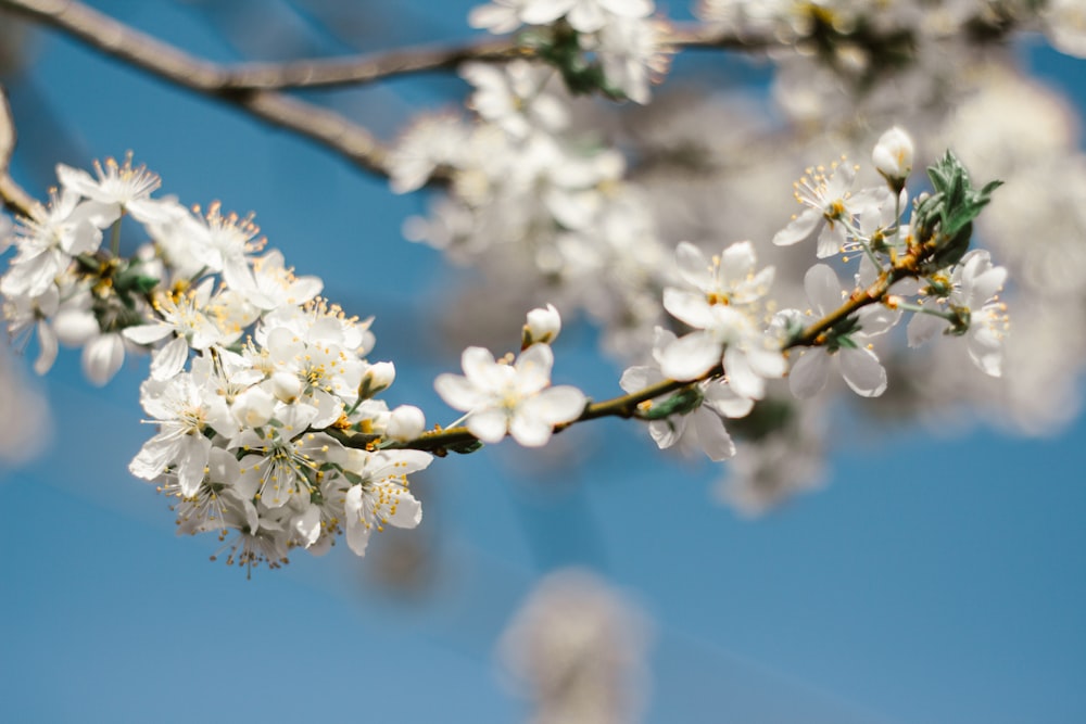 white flowering branch