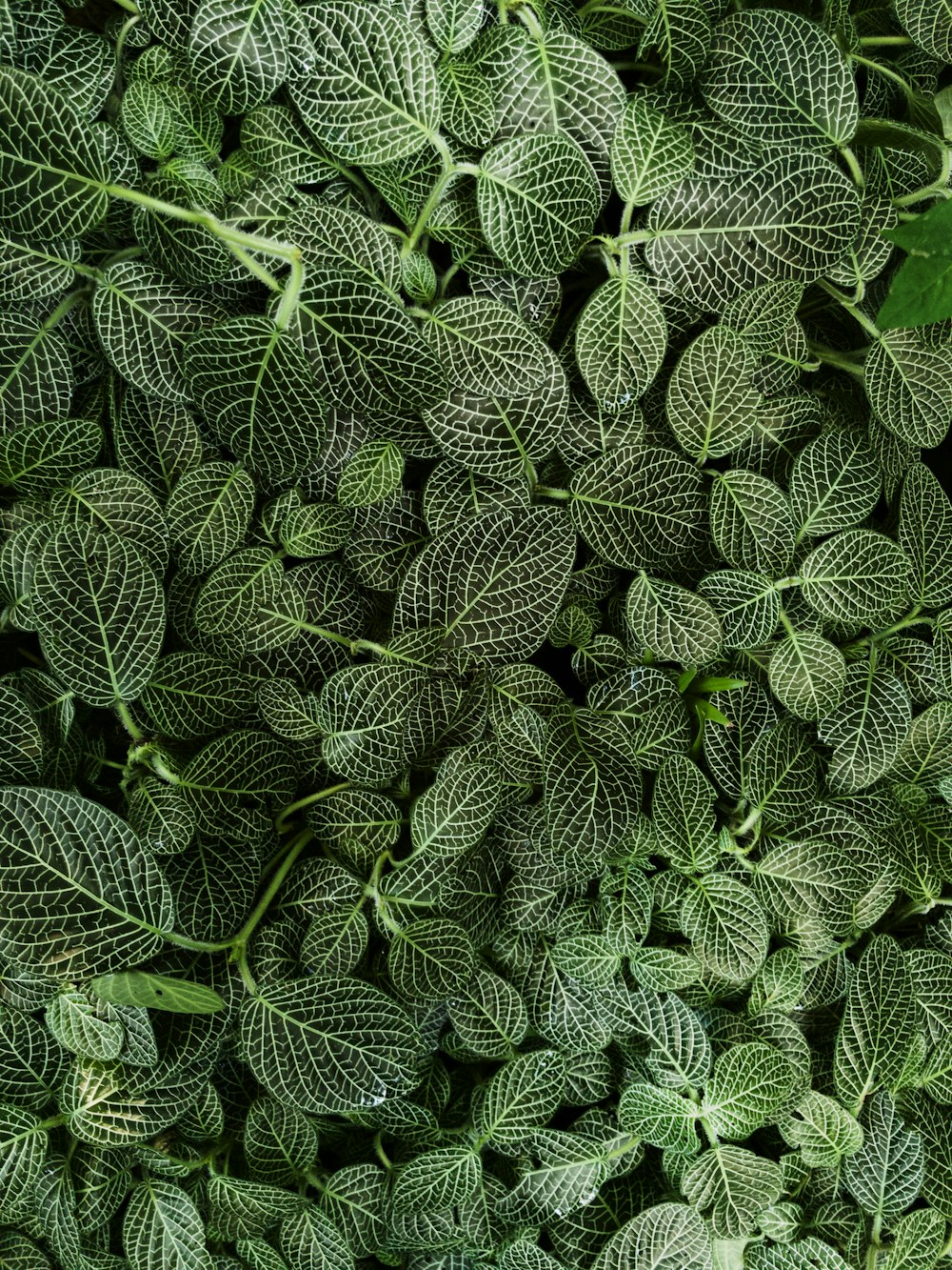 green leafed plants