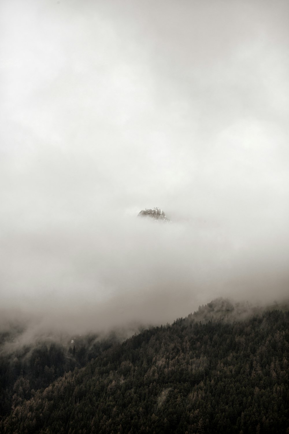 forest covered by fog during day time