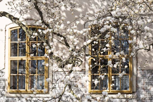 white petaled flower near window during daytime