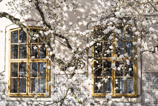 white petaled flower near window during daytime
