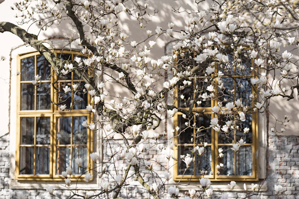 white petaled flower near window during daytime