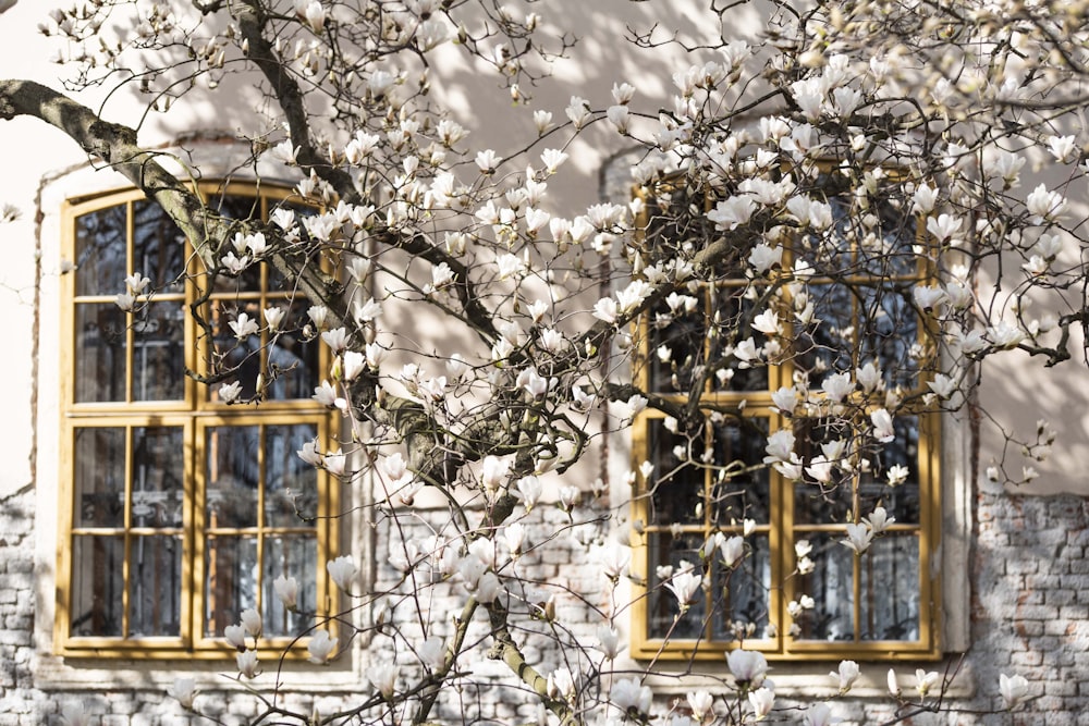 white petaled flower near window during daytime