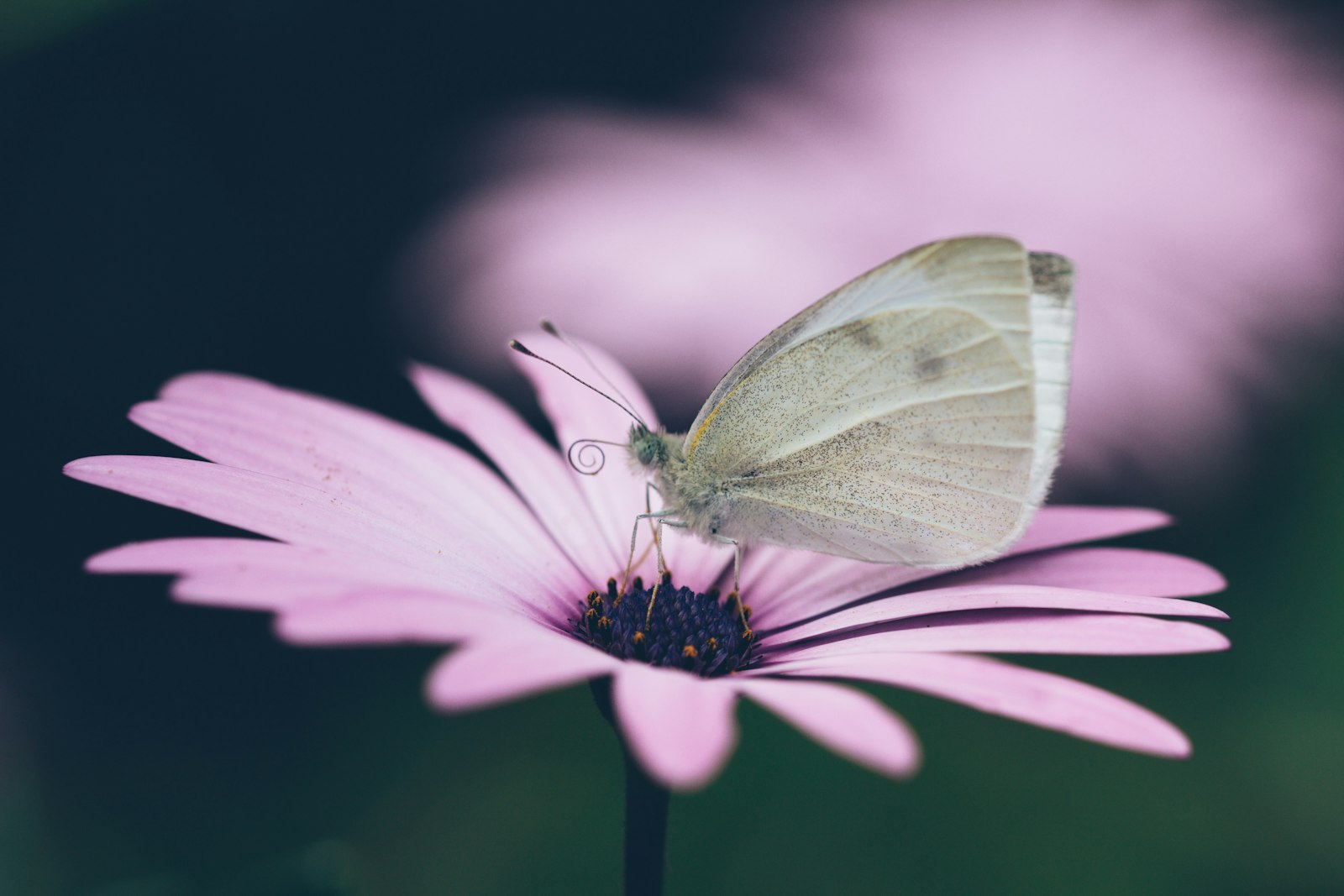 Sigma 105mm F2.8 EX DG OS HSM sample photo. Gray butterfly on pink photography