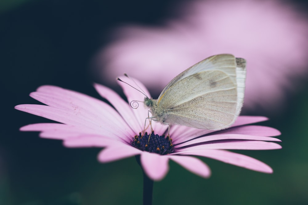 borboleta cinzenta na flor cor-de-rosa