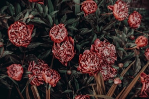 A cluster of richly colored peony flowers in full bloom surrounded by lush green foliage. The petals are densely layered, featuring a deep, reddish hue with subtle variations. Leaves have a dark green appearance, adding contrast to the vibrant petals.