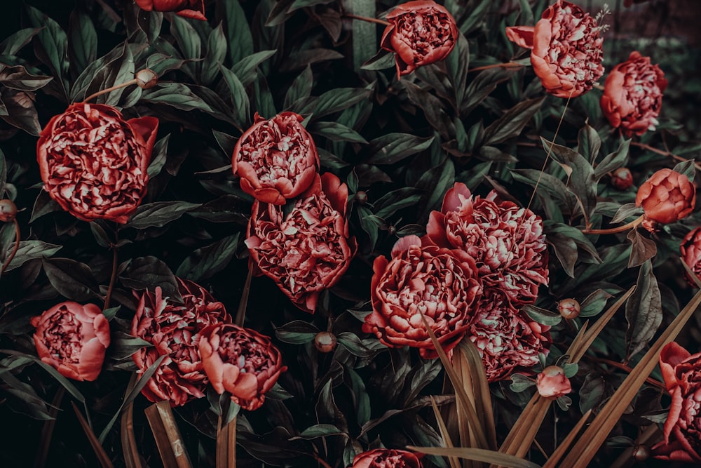 selective focus of red flower