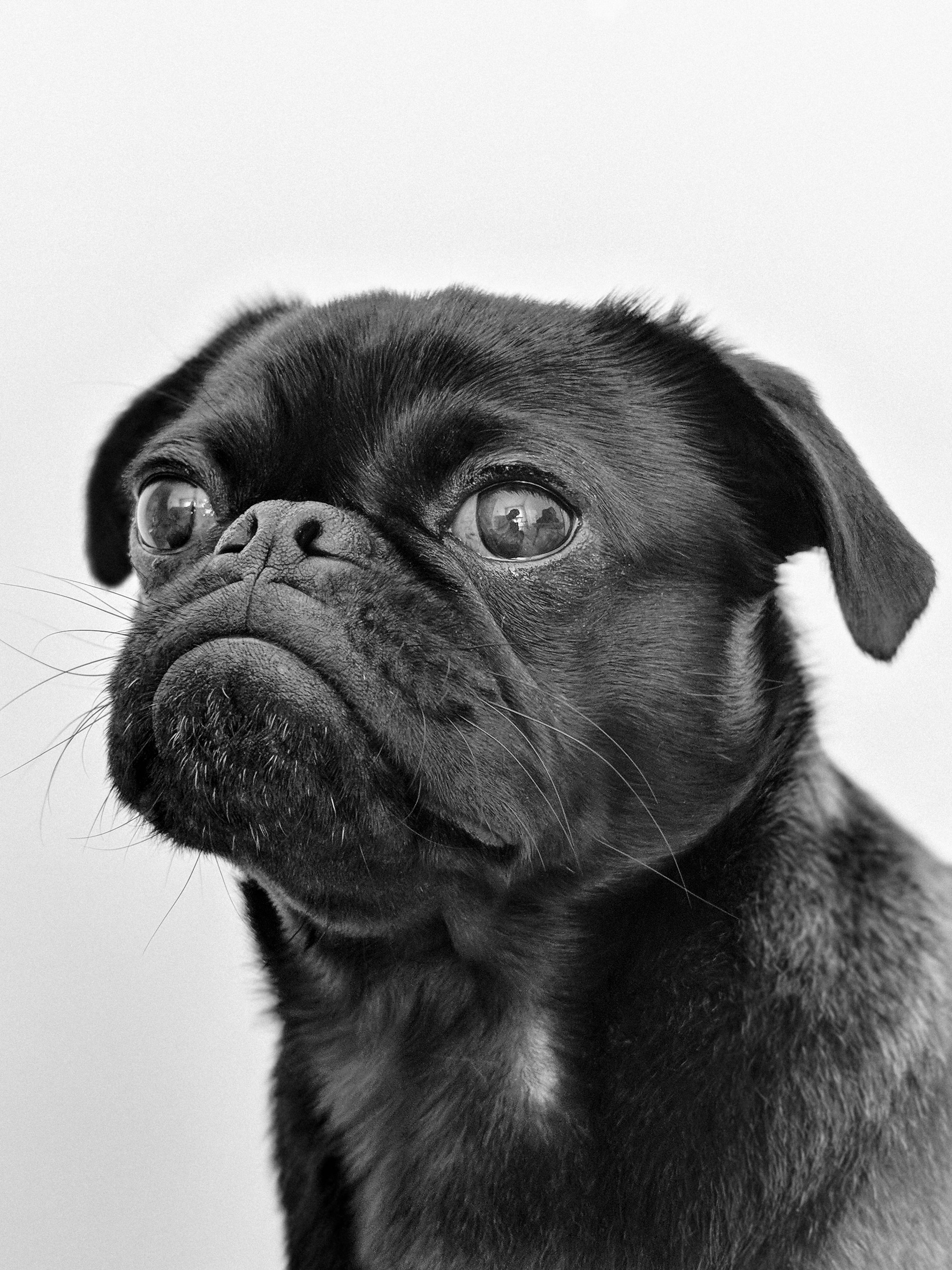 close-up photography of black pug