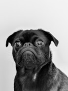black pug