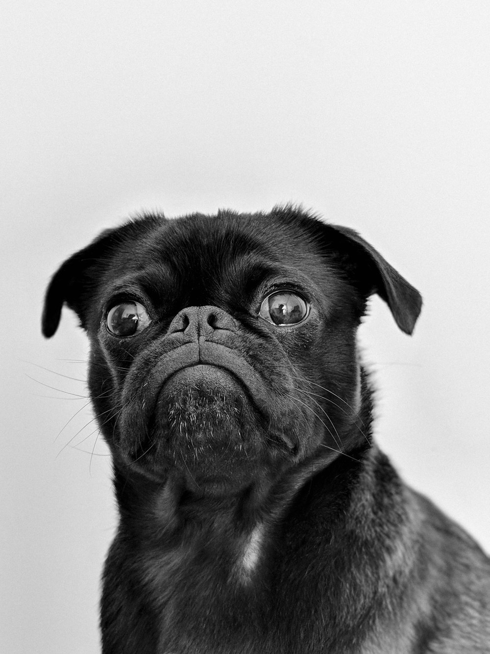 black pug