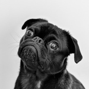 Pug