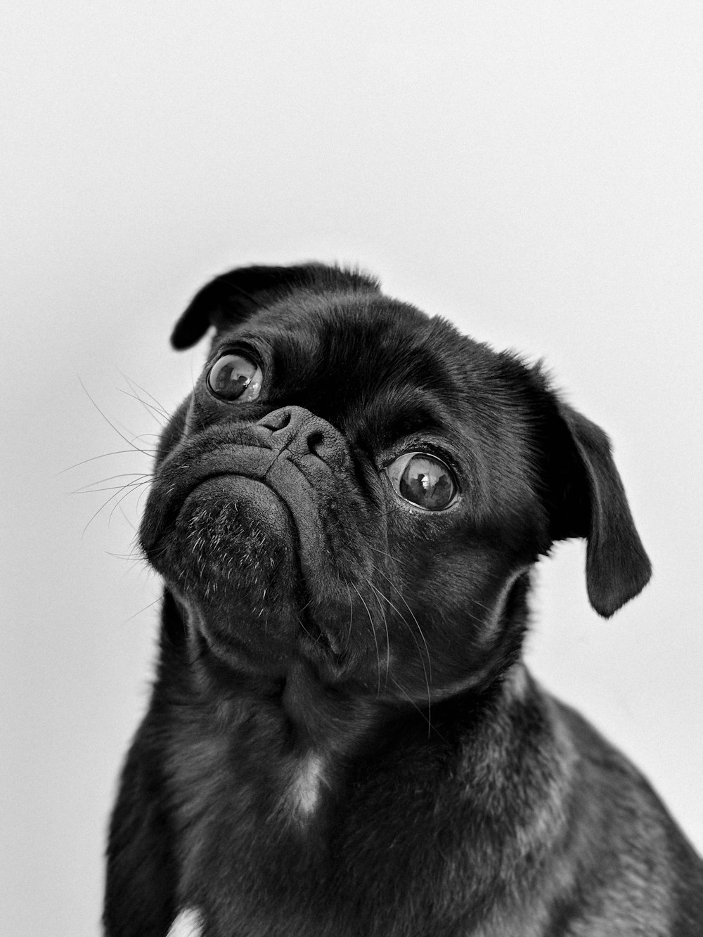 a small black dog looking up at the camera