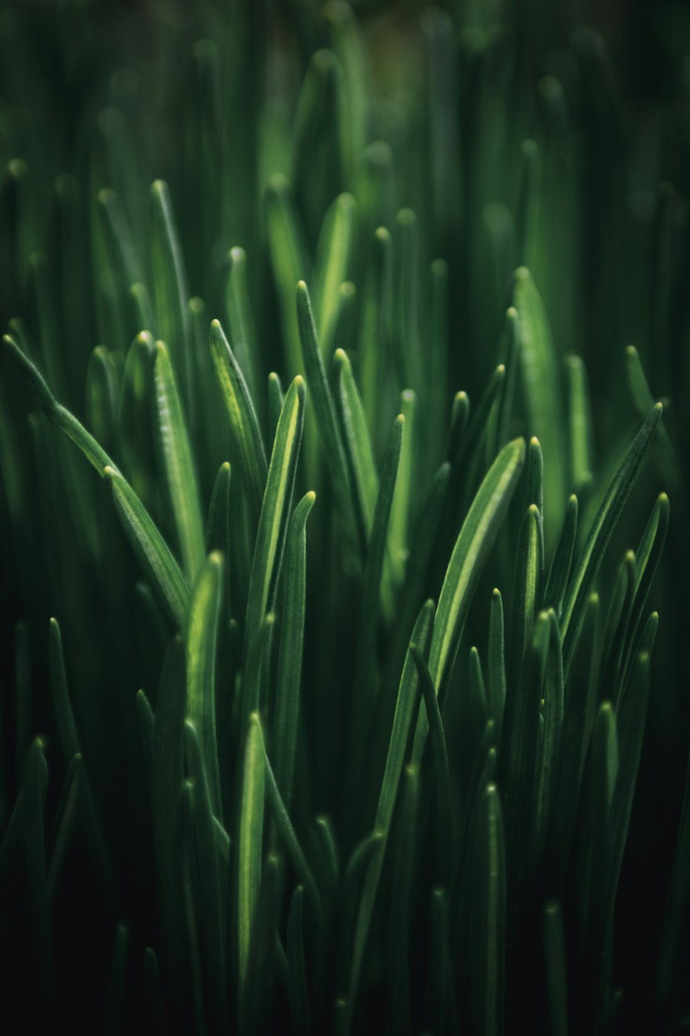 selective focus photography of green grass