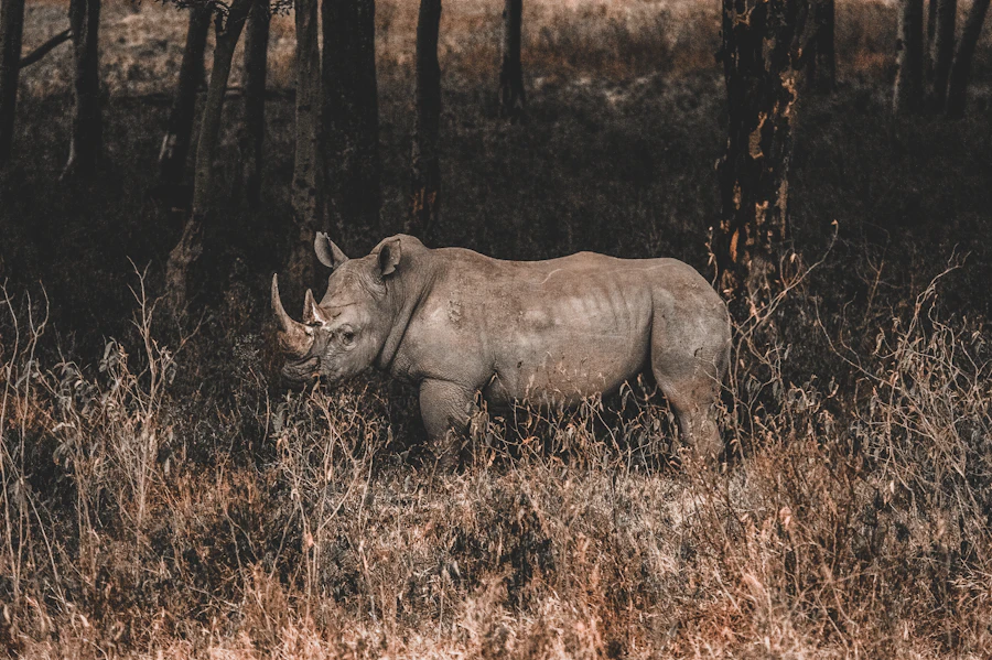 Rhinoceros in a Kenyan wildlife reserve
