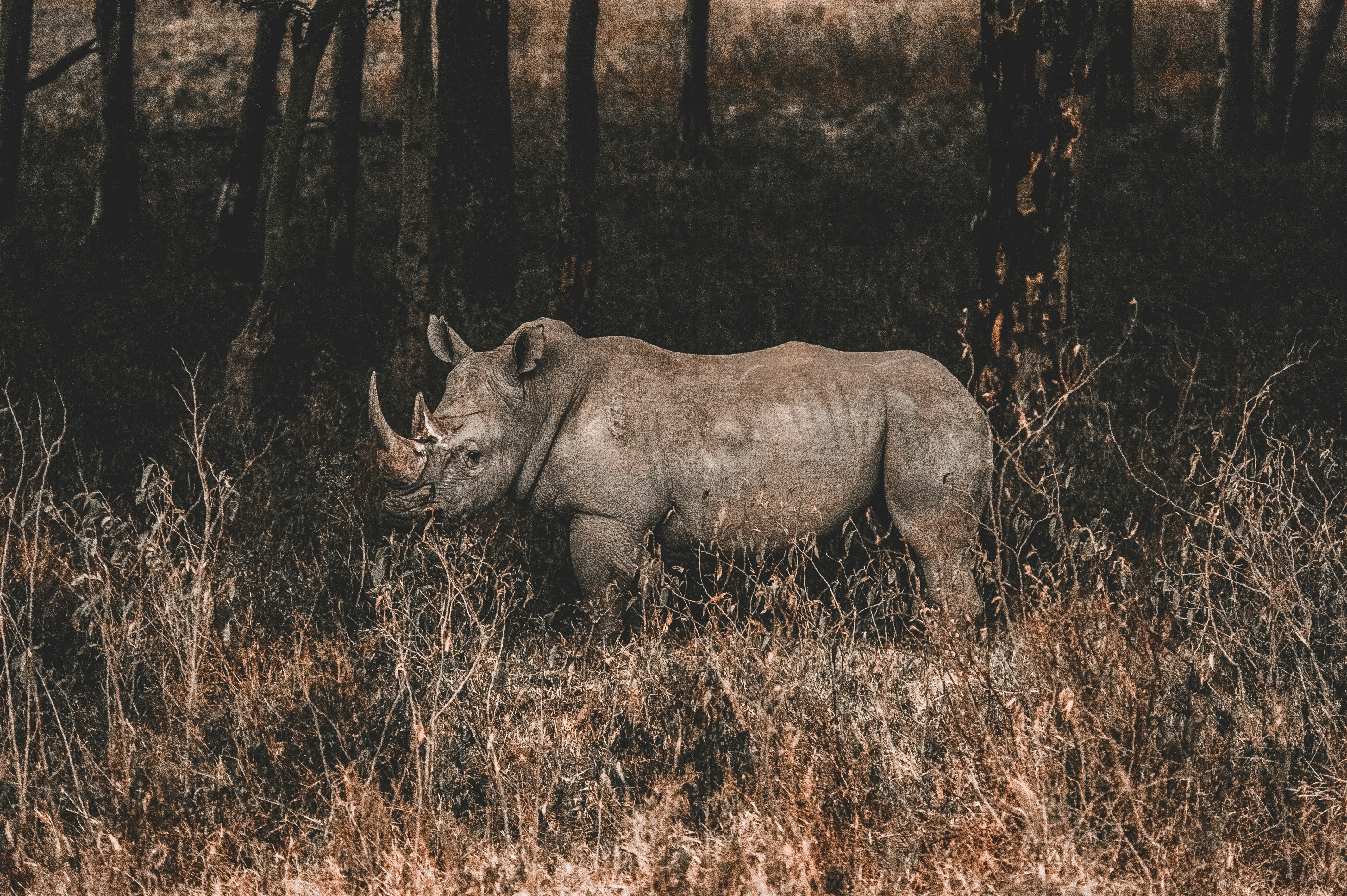 One horned Rhino in Assam
