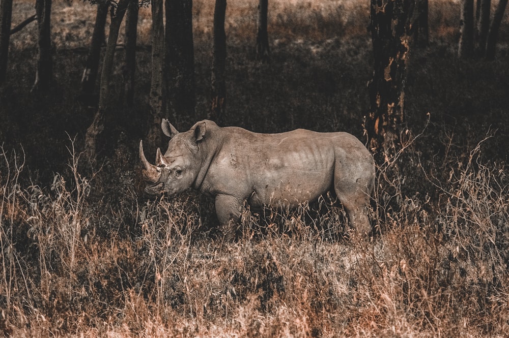 rhino on forest