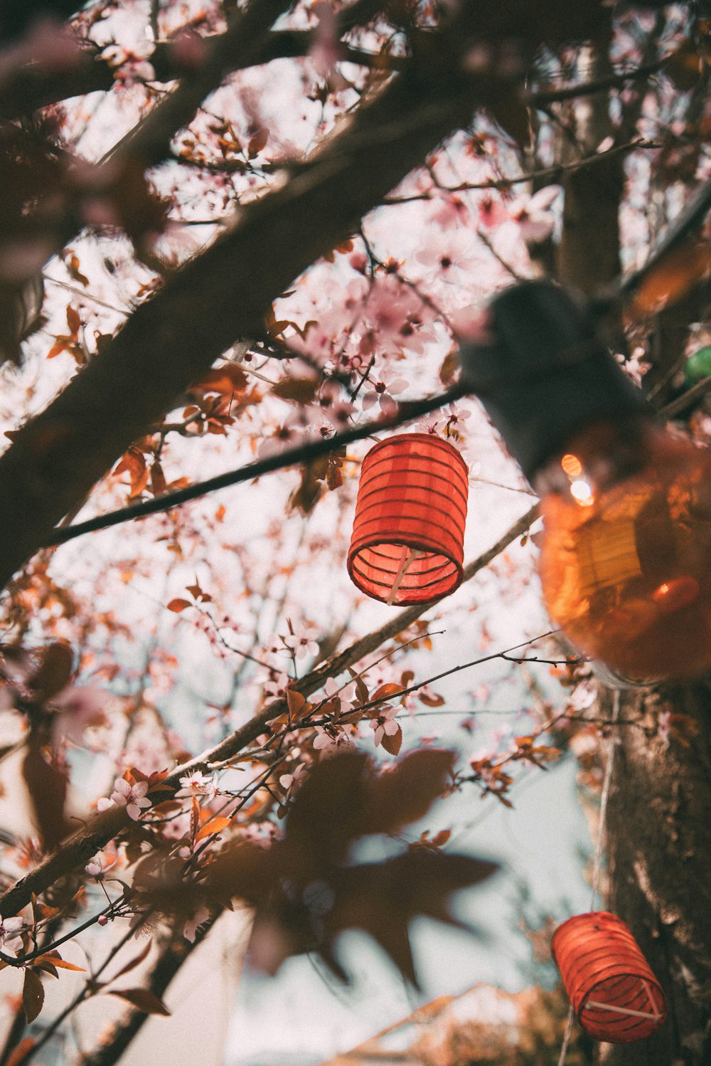 paper lanterns at trees