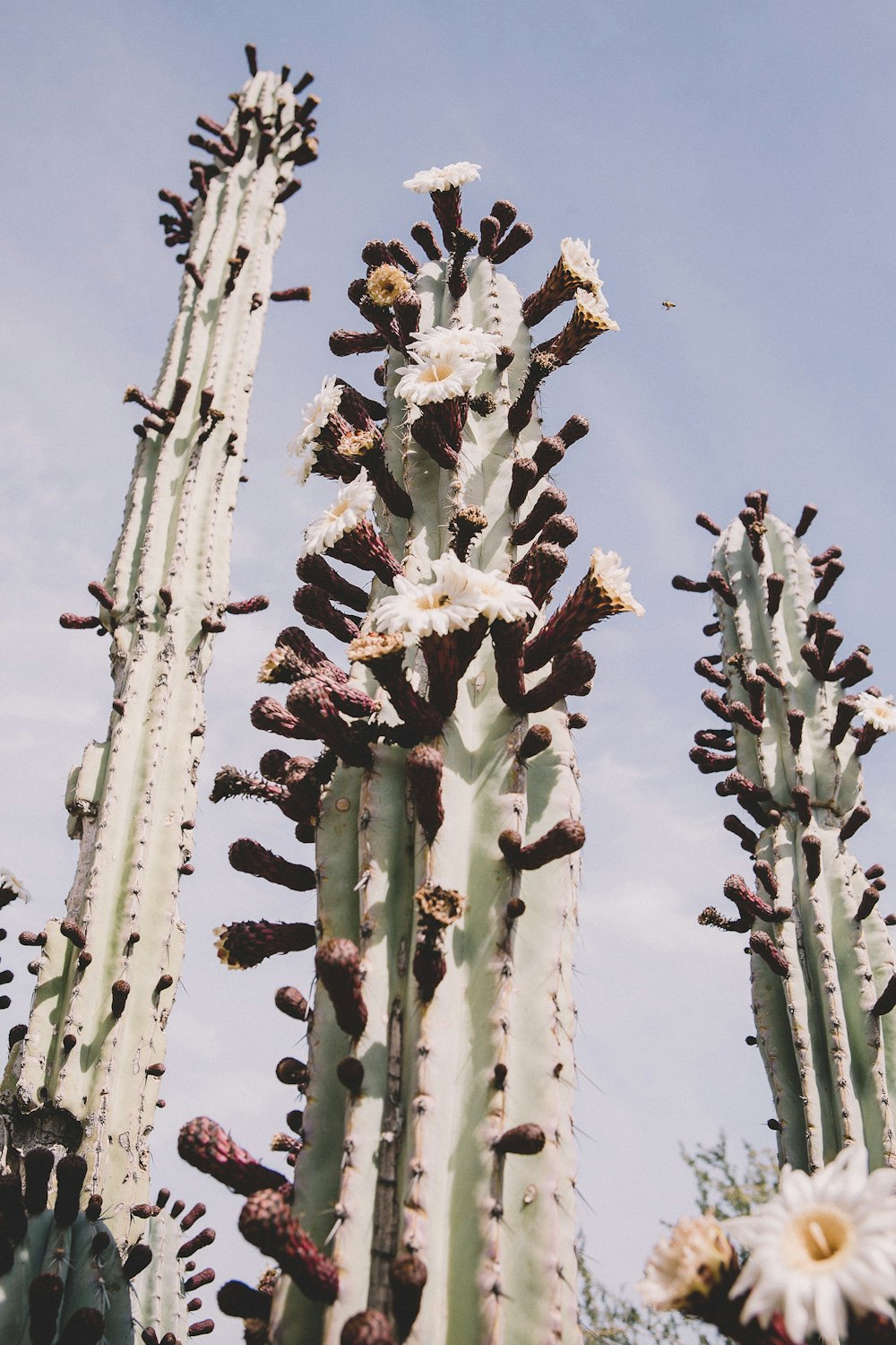 green cacti